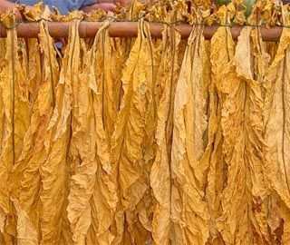 Tobacco leaf drying process