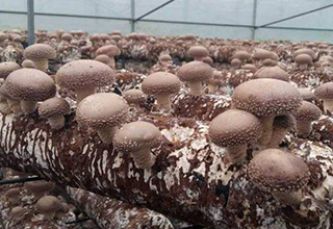 New pattern of mushroom planting and drying